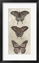 Framed Antique Butterflies II