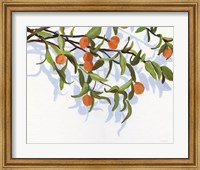 Framed Kumquats