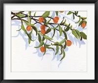 Framed Kumquats