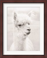 Framed Alpie the Alpaca