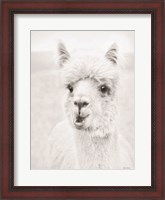 Framed Clover the Alpaca