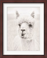 Framed Clover the Alpaca
