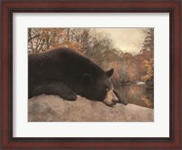 Framed Don't Poke the Bear
