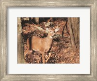 Framed Deer on Alert