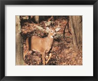 Framed Deer on Alert