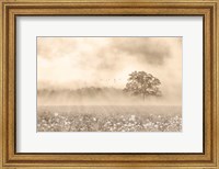 Framed Foggy Wildflower Field