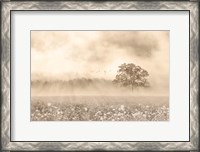 Framed Foggy Wildflower Field