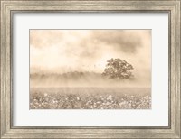 Framed Foggy Wildflower Field