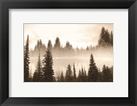 Framed Fog in the Forest