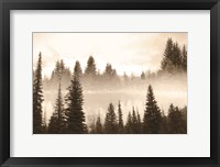 Framed Fog in the Forest