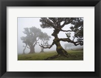 Framed Forest Queen I