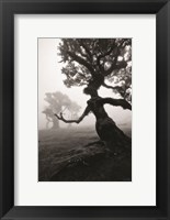 Framed Forest Queen II