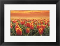 Framed Tulips on Fire