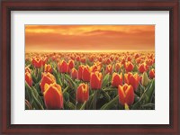 Framed Tulips on Fire