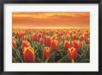 Framed Tulips on Fire