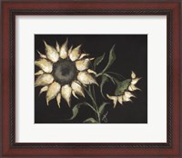 Framed Sunflower on Black