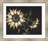 Framed Sunflower on Black
