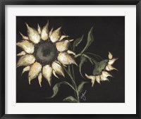 Framed Sunflower on Black