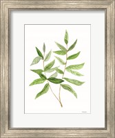 Framed Leafy Stem 3