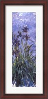 Framed Irises