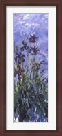 Framed Irises