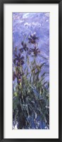 Framed Irises