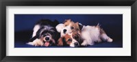 Framed Dogs Cuddling