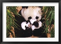 Framed Panda Mother And Baby