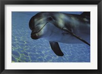Framed Dolphin Underwater