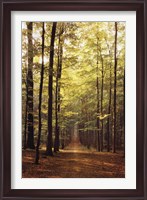 Framed Forest Path