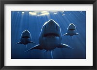 Framed Sharks