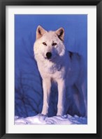 Framed Montana Wolf