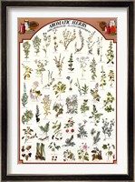 Framed Aromatic Herbs