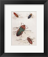 Framed Chelsea Beetles-1 of 3