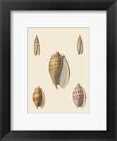 Framed Shells-4 of 8
