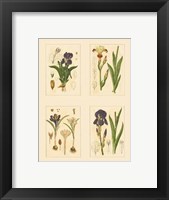 Framed Miniature Botanicals I