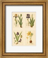 Framed Miniature Botanicals III