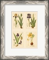 Framed Miniature Botanicals III