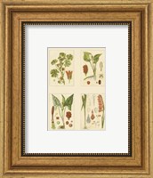 Framed Miniature Botanicals IV