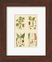 Framed Miniature Botanicals IV