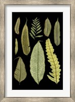 Framed Ferns on Black II