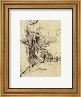 Framed Sepia Tree Study