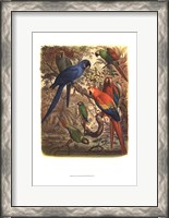 Framed Tropical Birds III