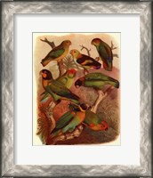 Framed Tropical Birds IV