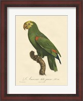 Framed Parrot, PL 86