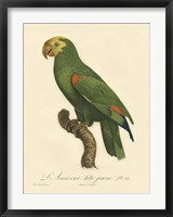 Framed Parrot, PL 86