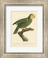 Framed Parrot, PL 98
