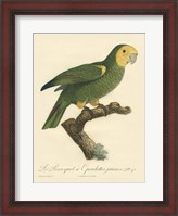 Framed Parrot, PL 98