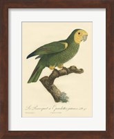 Framed Parrot, PL 98