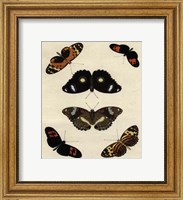 Framed Butterfly Melage I